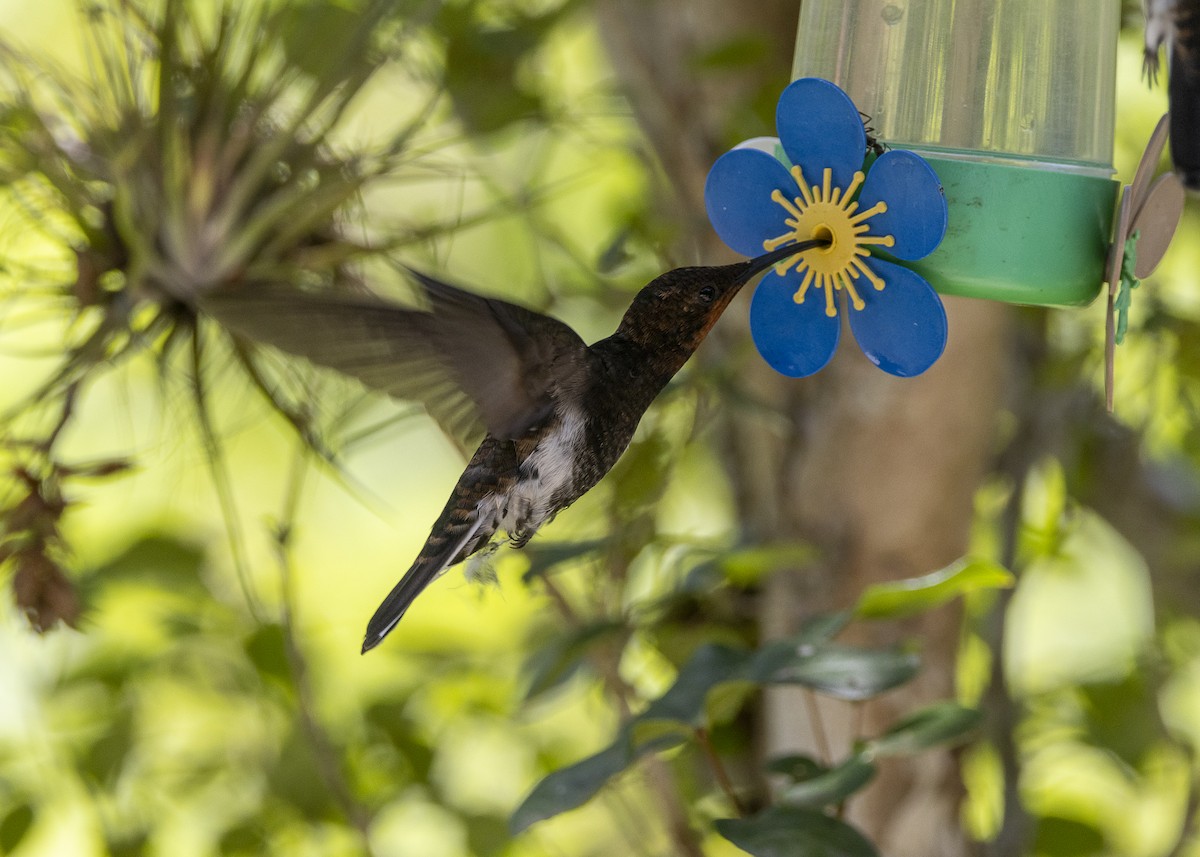 Black Jacobin - ML638412029