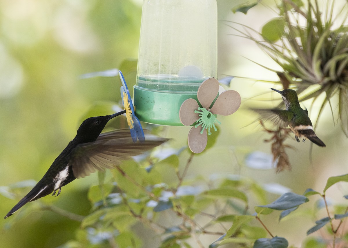Black Jacobin - ML638412030