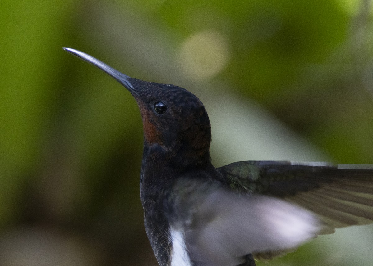 Black Jacobin - ML638412031