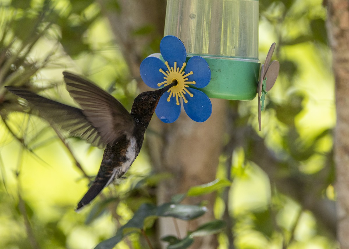 Black Jacobin - ML638412032