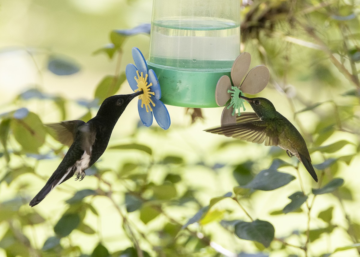 Black Jacobin - ML638412036