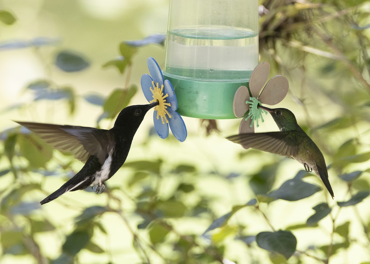 Black Jacobin - ML638412037
