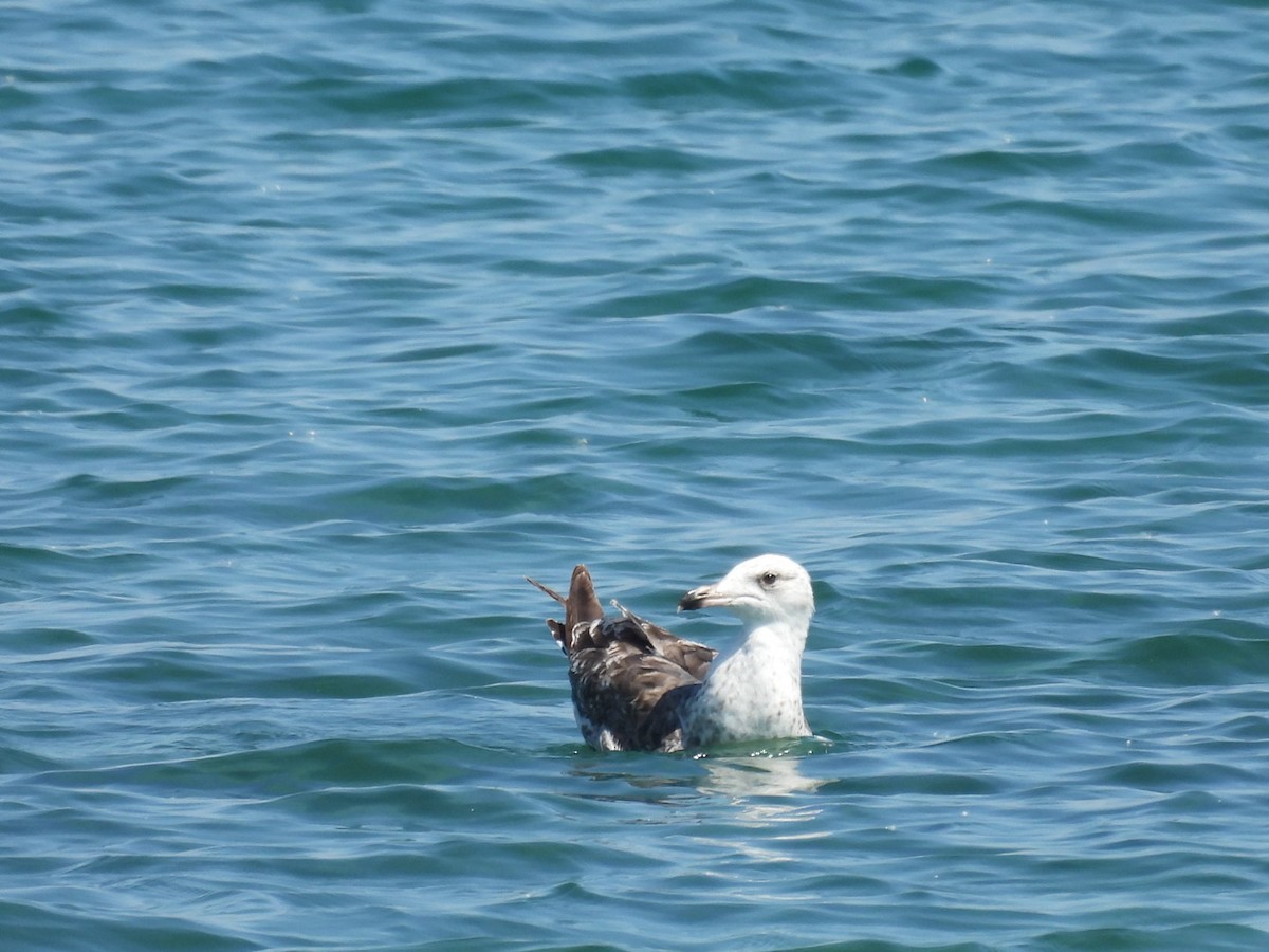 Lesser Black-backed Gull - ML638412050