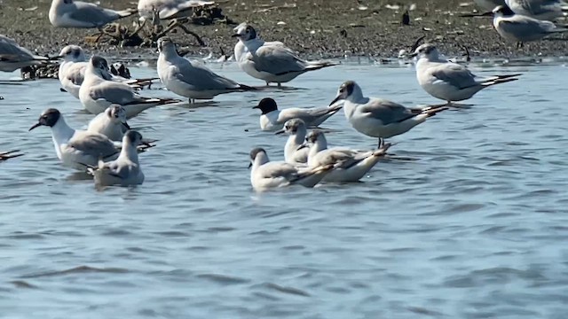 Little Gull - ML638412074