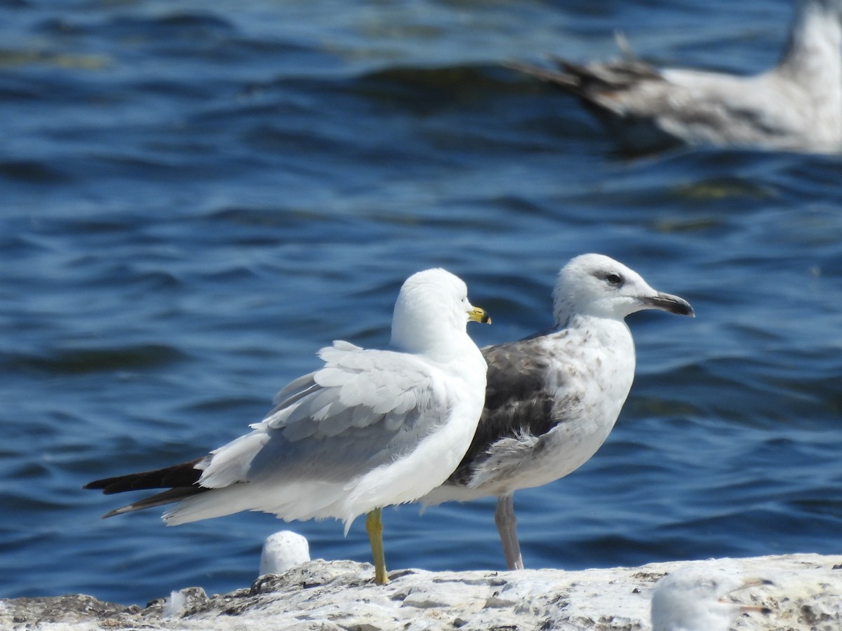 Lesser Black-backed Gull - ML638412082