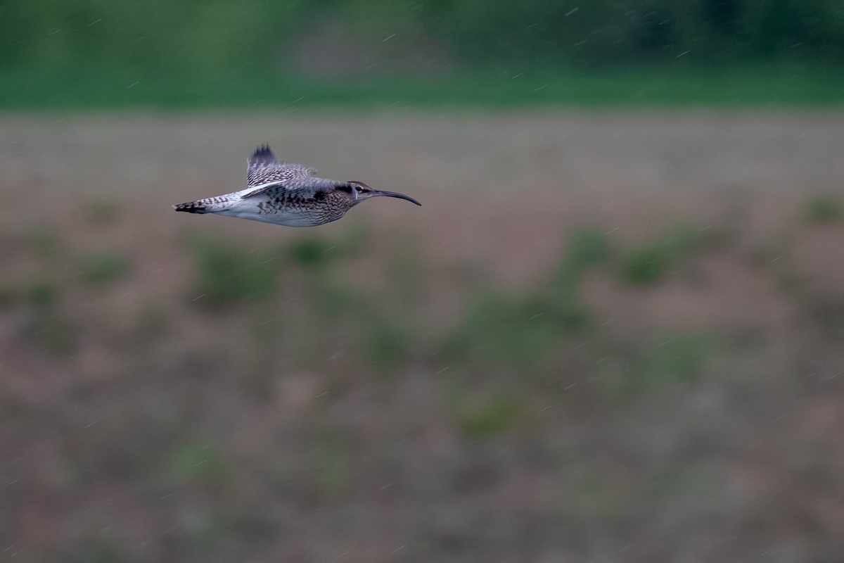 Whimbrel - ML638412085