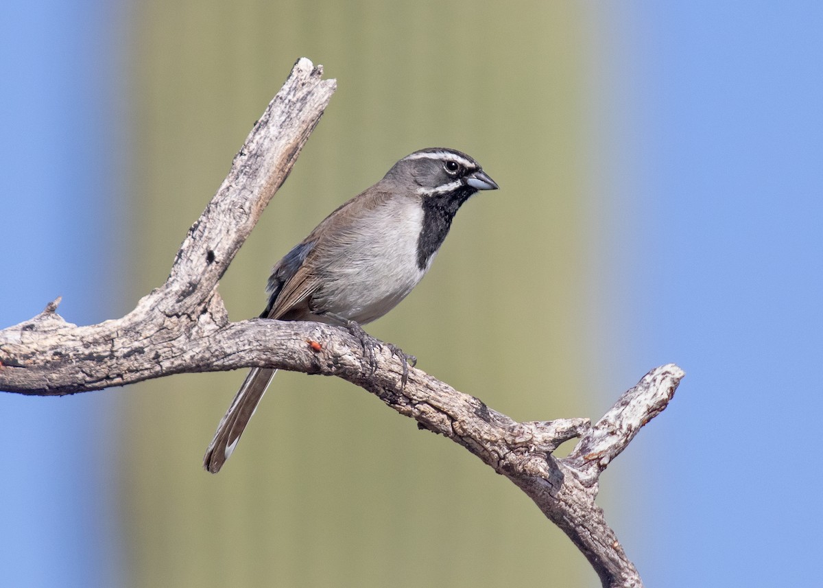 Black-throated Sparrow - ML638412101