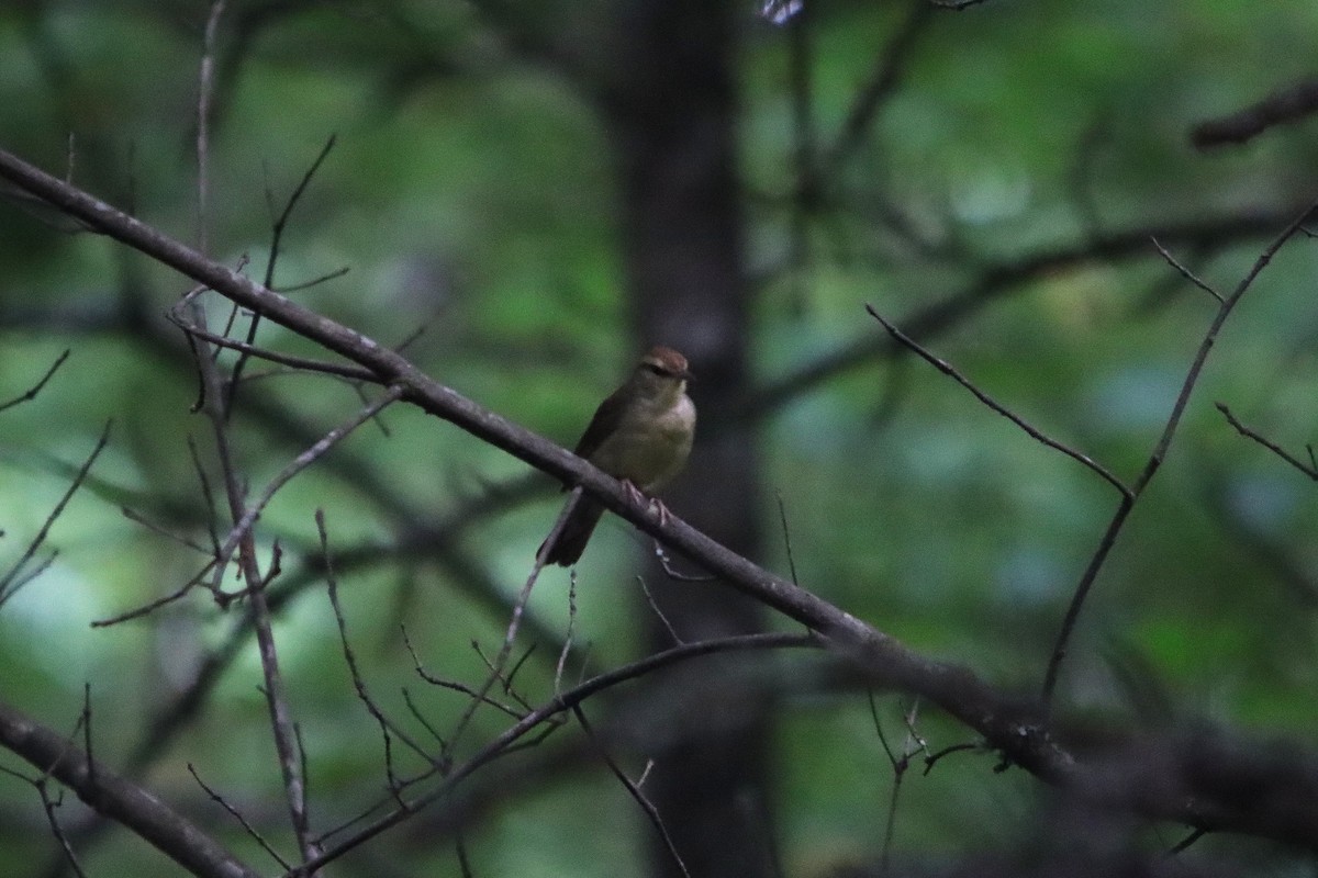 Swainson's Warbler - ML638412122