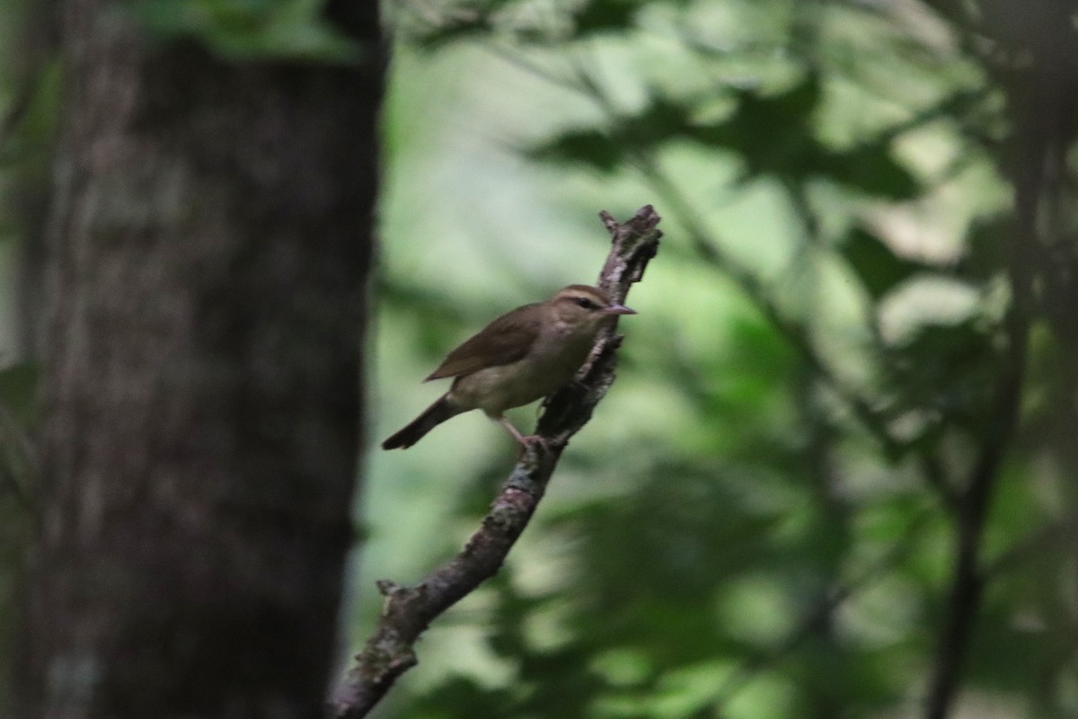 Swainson's Warbler - ML638412123