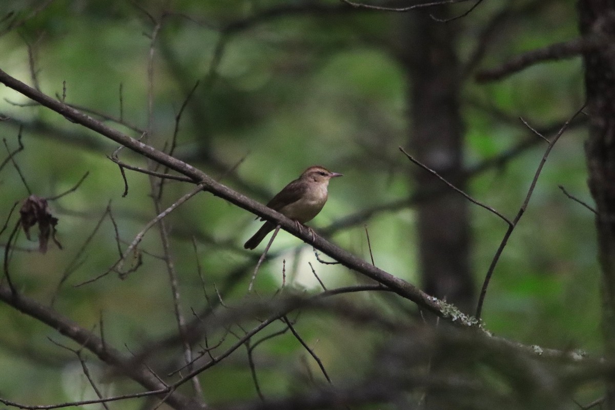 Swainson's Warbler - ML638412124