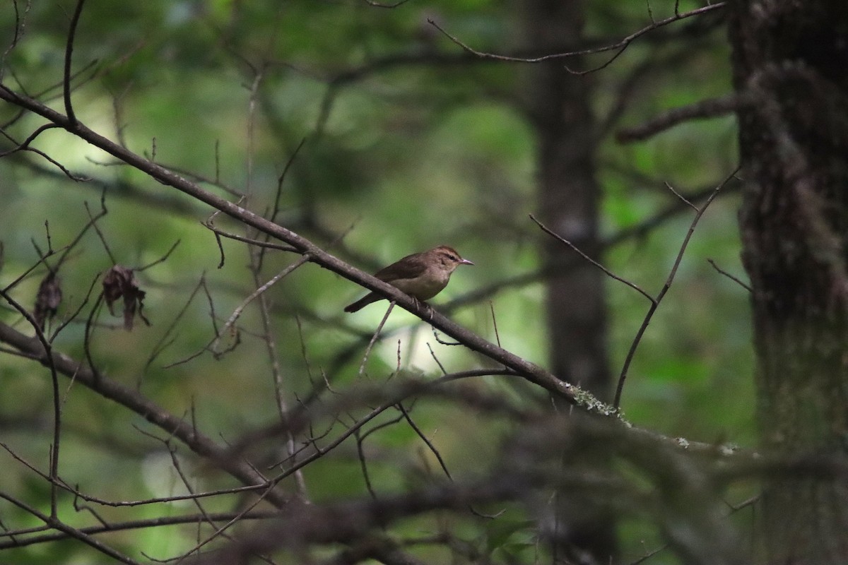 Swainson's Warbler - ML638412126