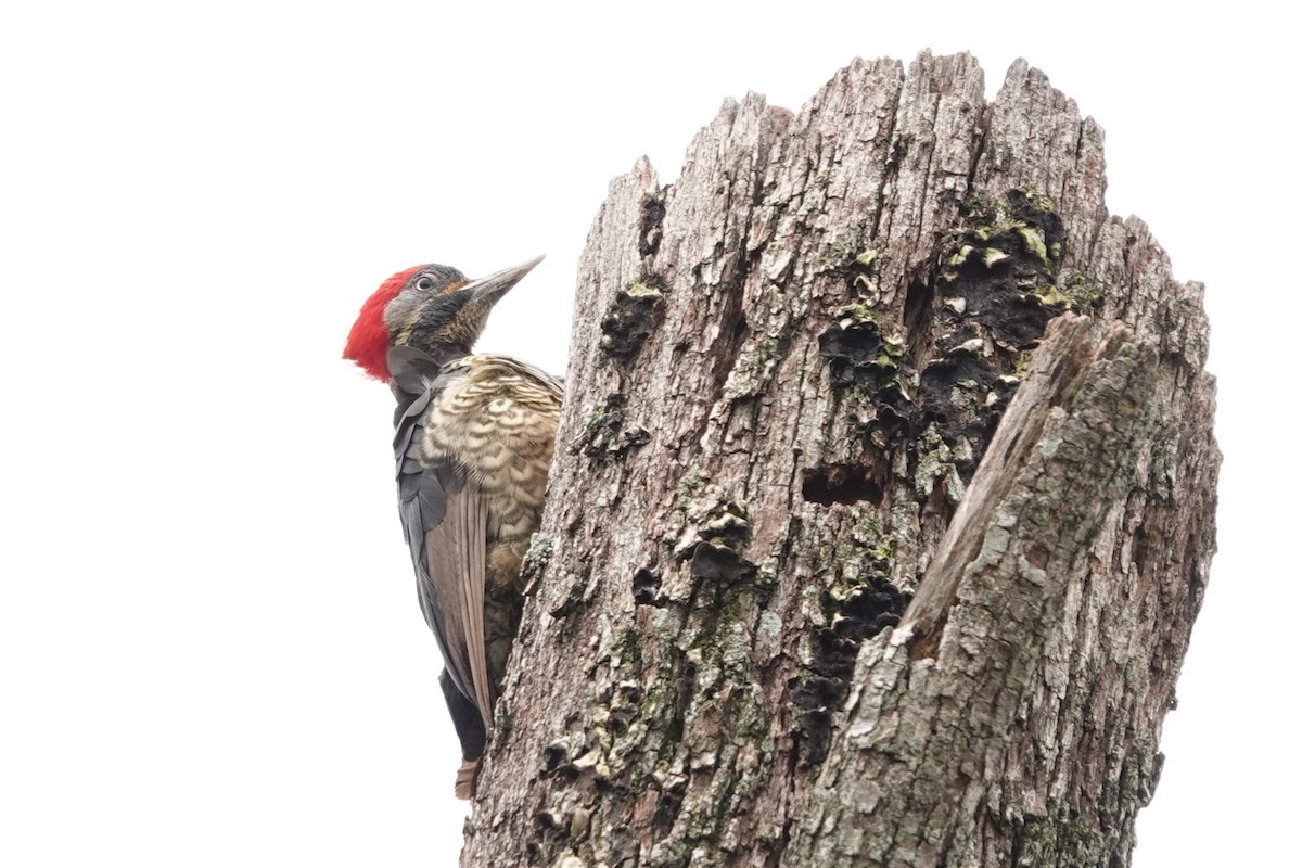 Lineated Woodpecker - ML638412129