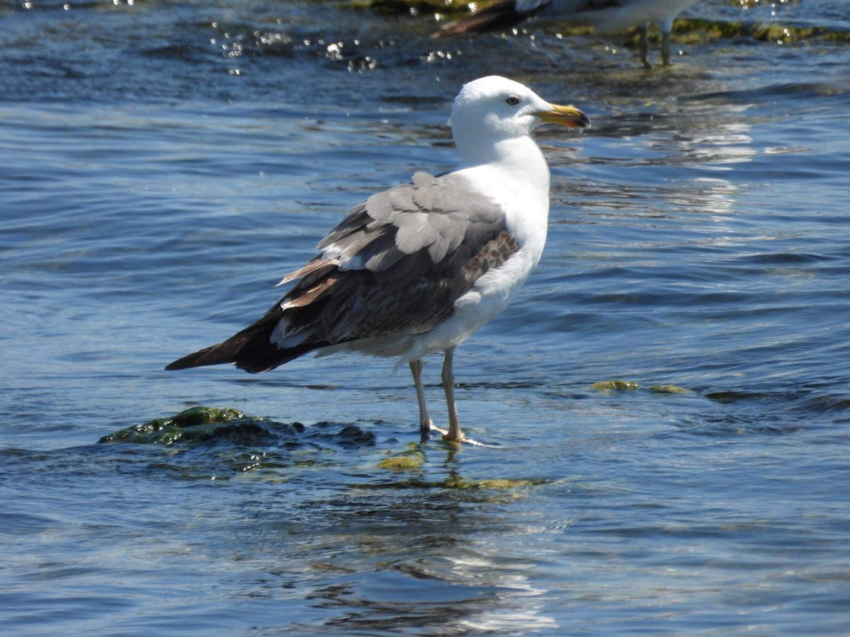 Lesser Black-backed Gull - ML638412156