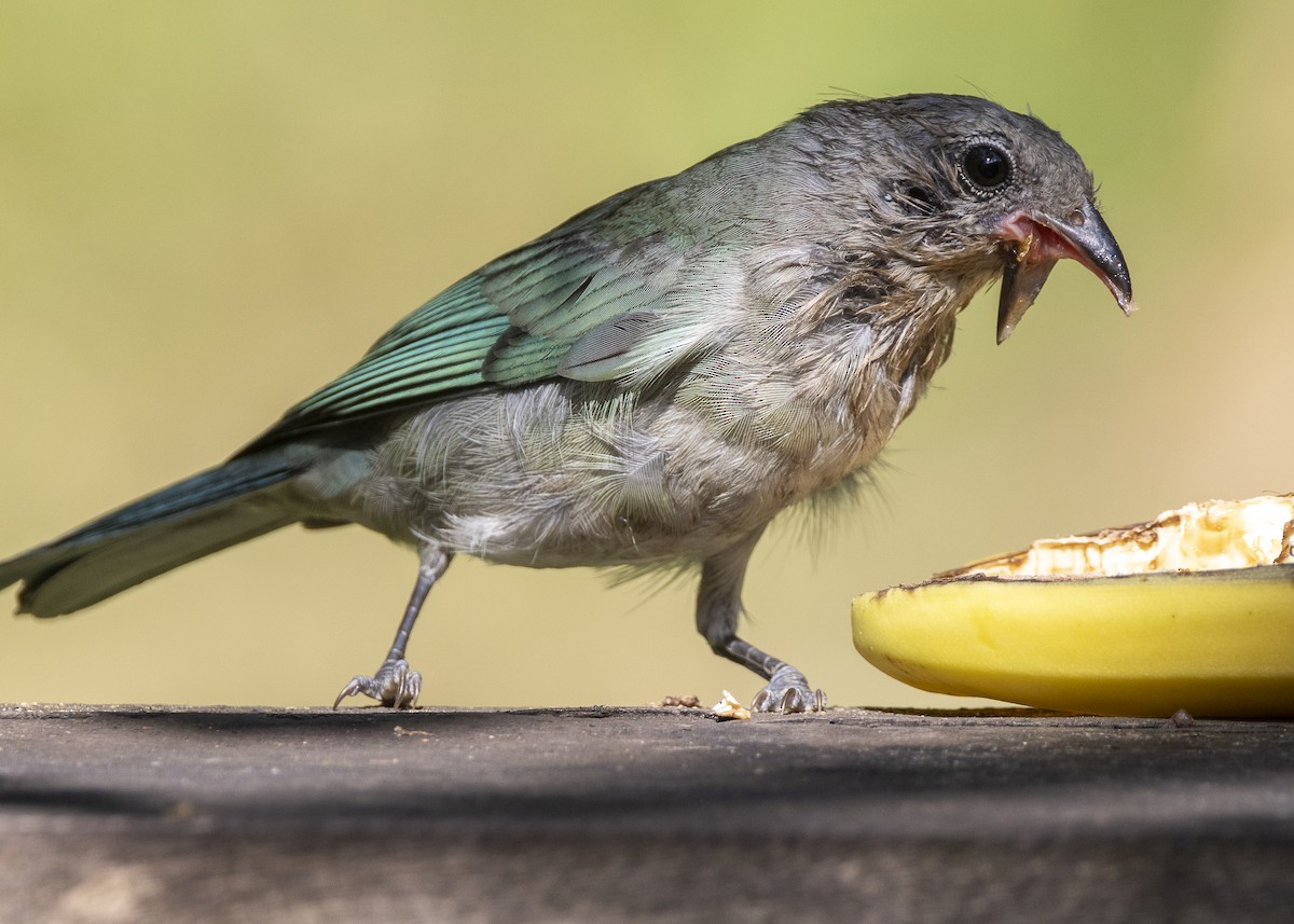 Sayaca Tanager - ML638412175
