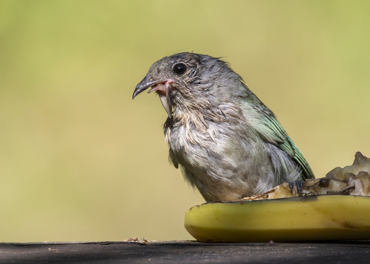 Sayaca Tanager - ML638412176