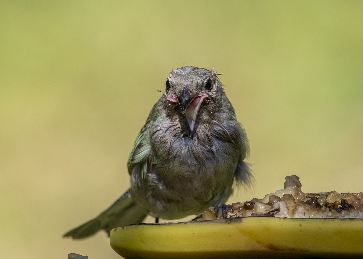 Sayaca Tanager - ML638412177