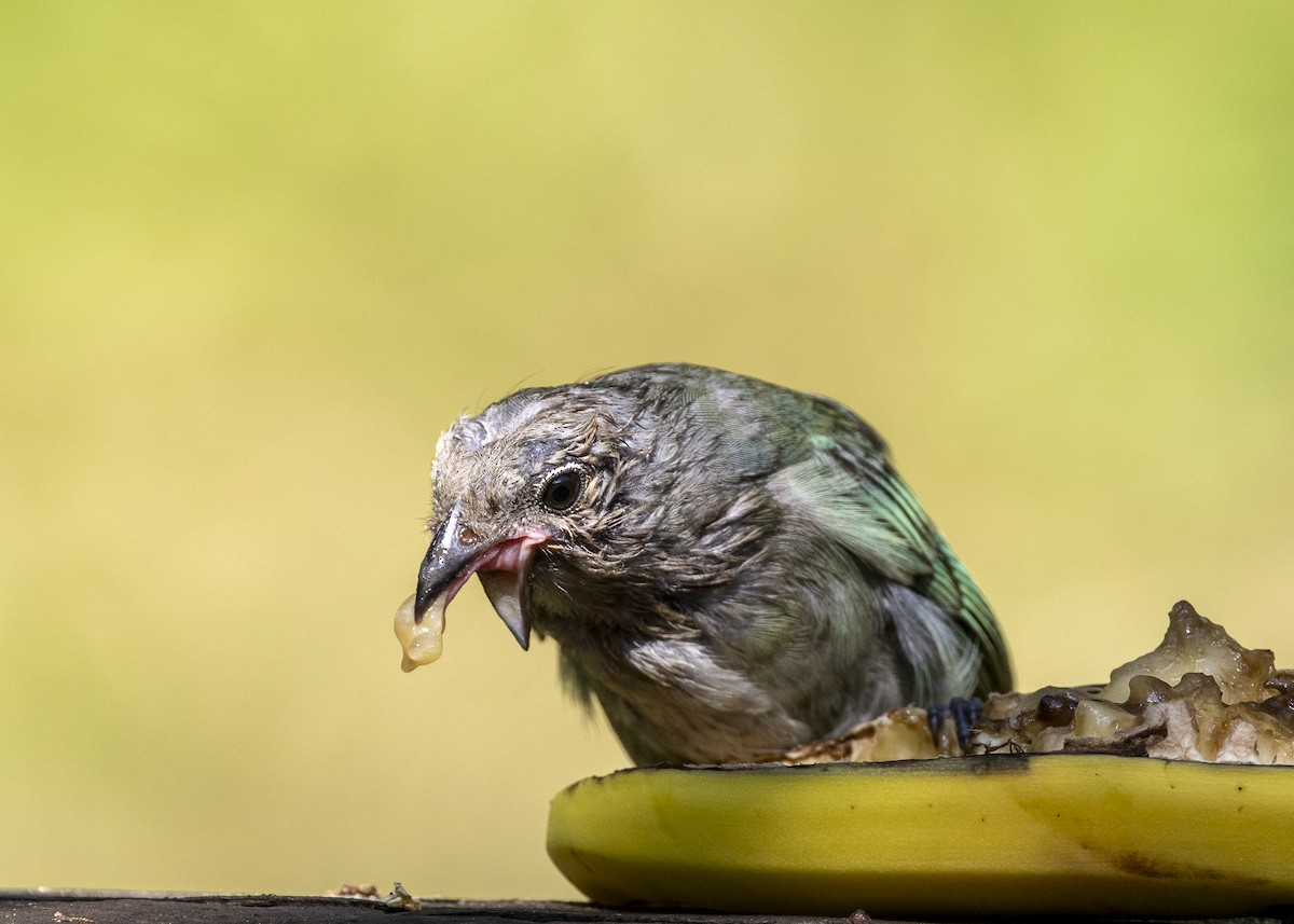Sayaca Tanager - ML638412178