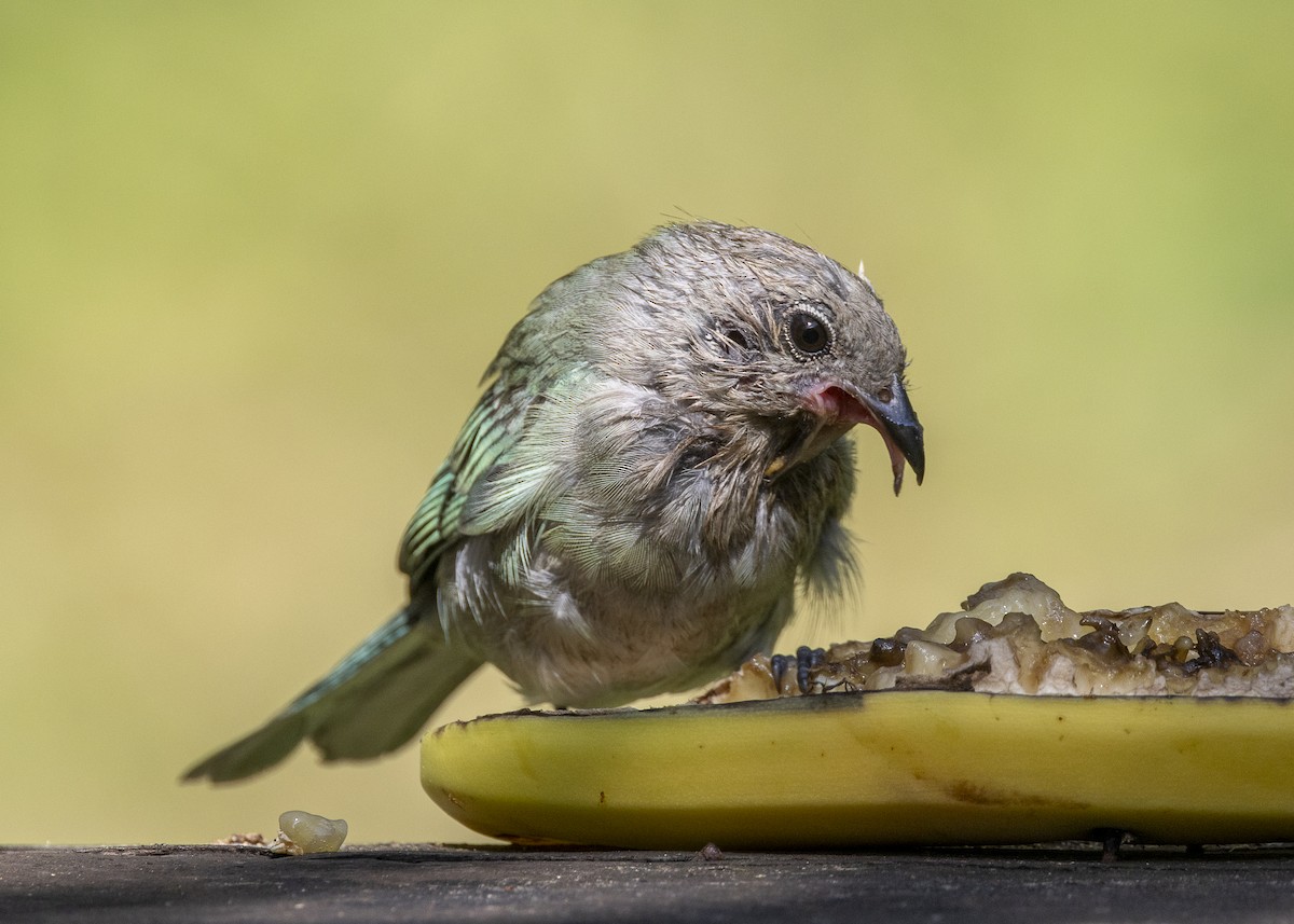 Sayaca Tanager - ML638412179