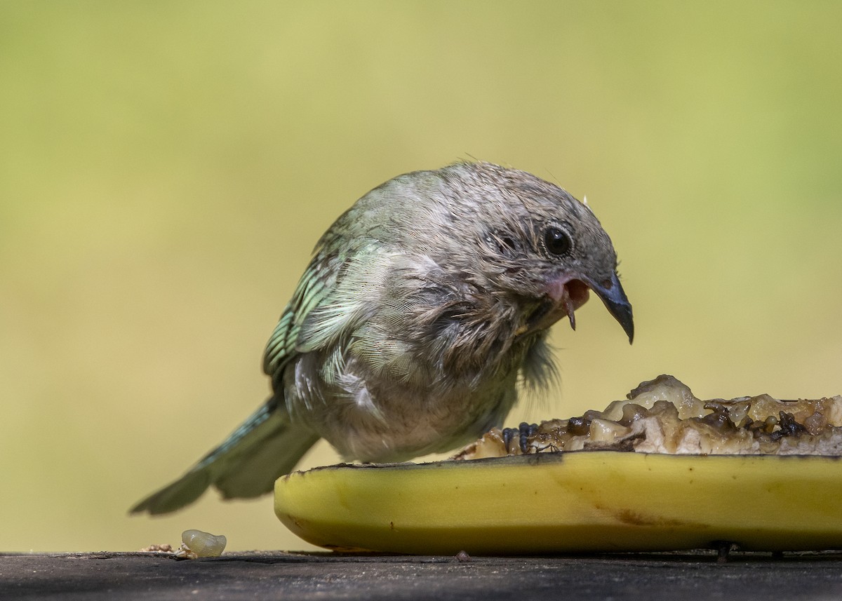 Sayaca Tanager - ML638412180