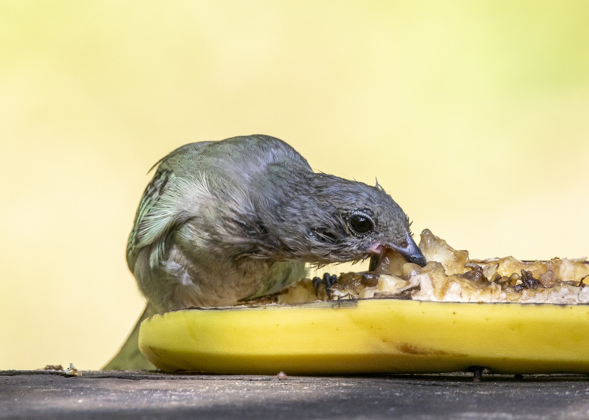 Sayaca Tanager - ML638412181
