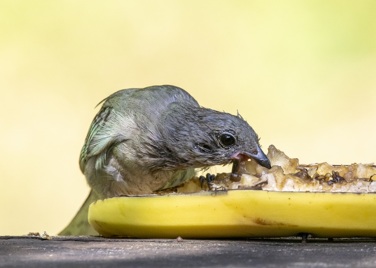 Sayaca Tanager - ML638412182