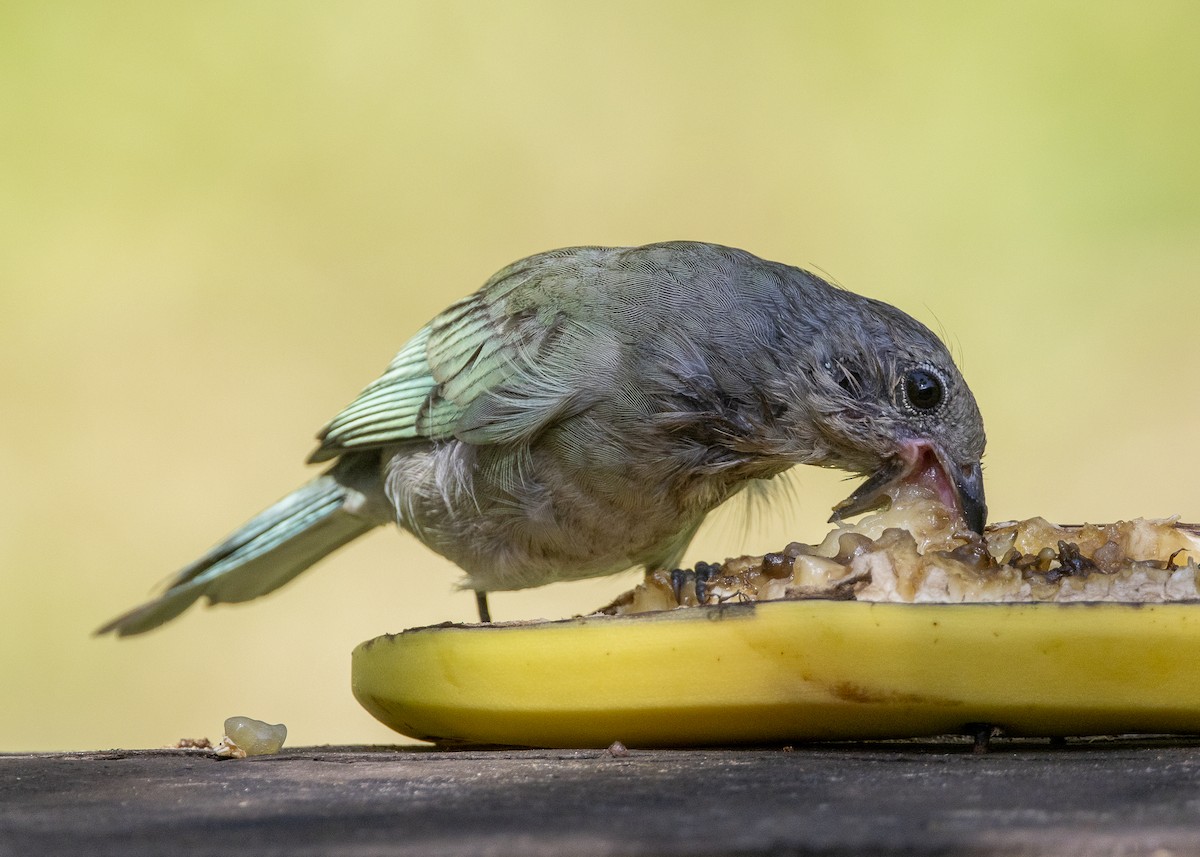 Sayaca Tanager - ML638412183