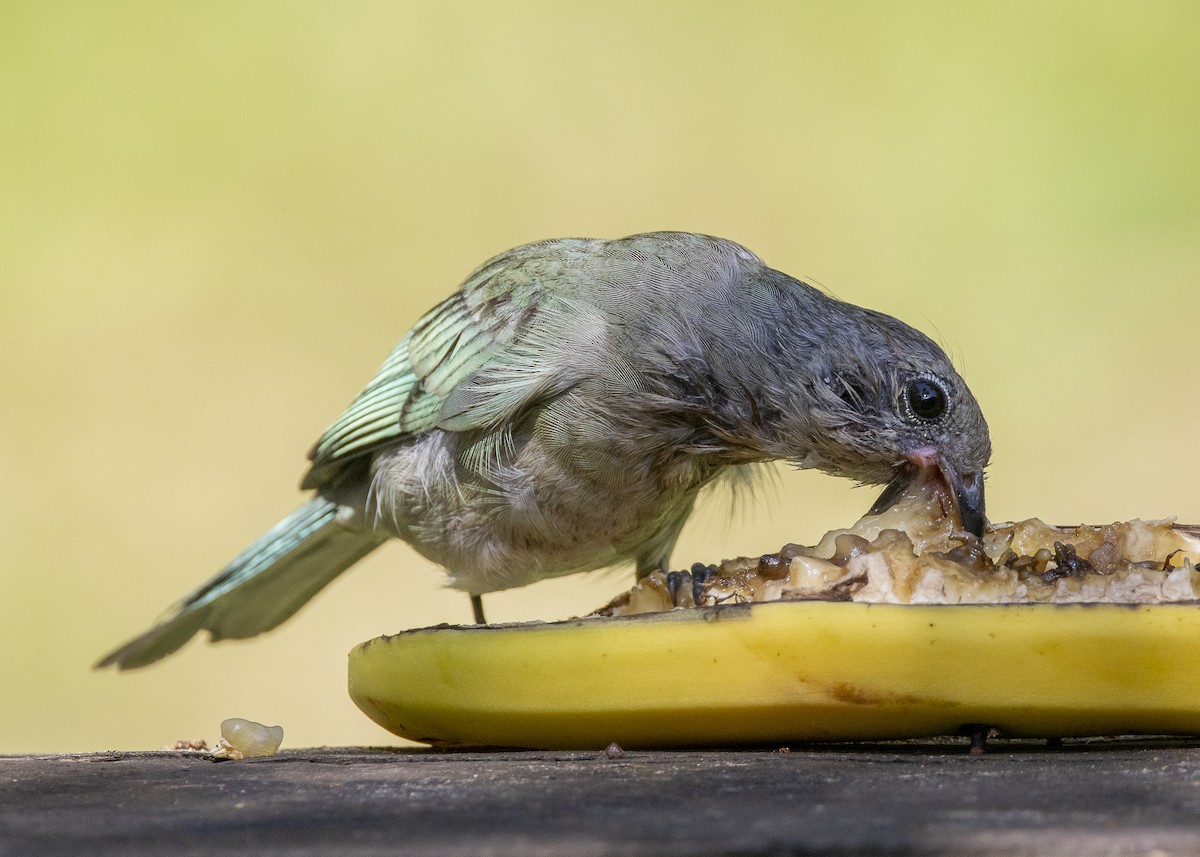 Sayaca Tanager - ML638412184
