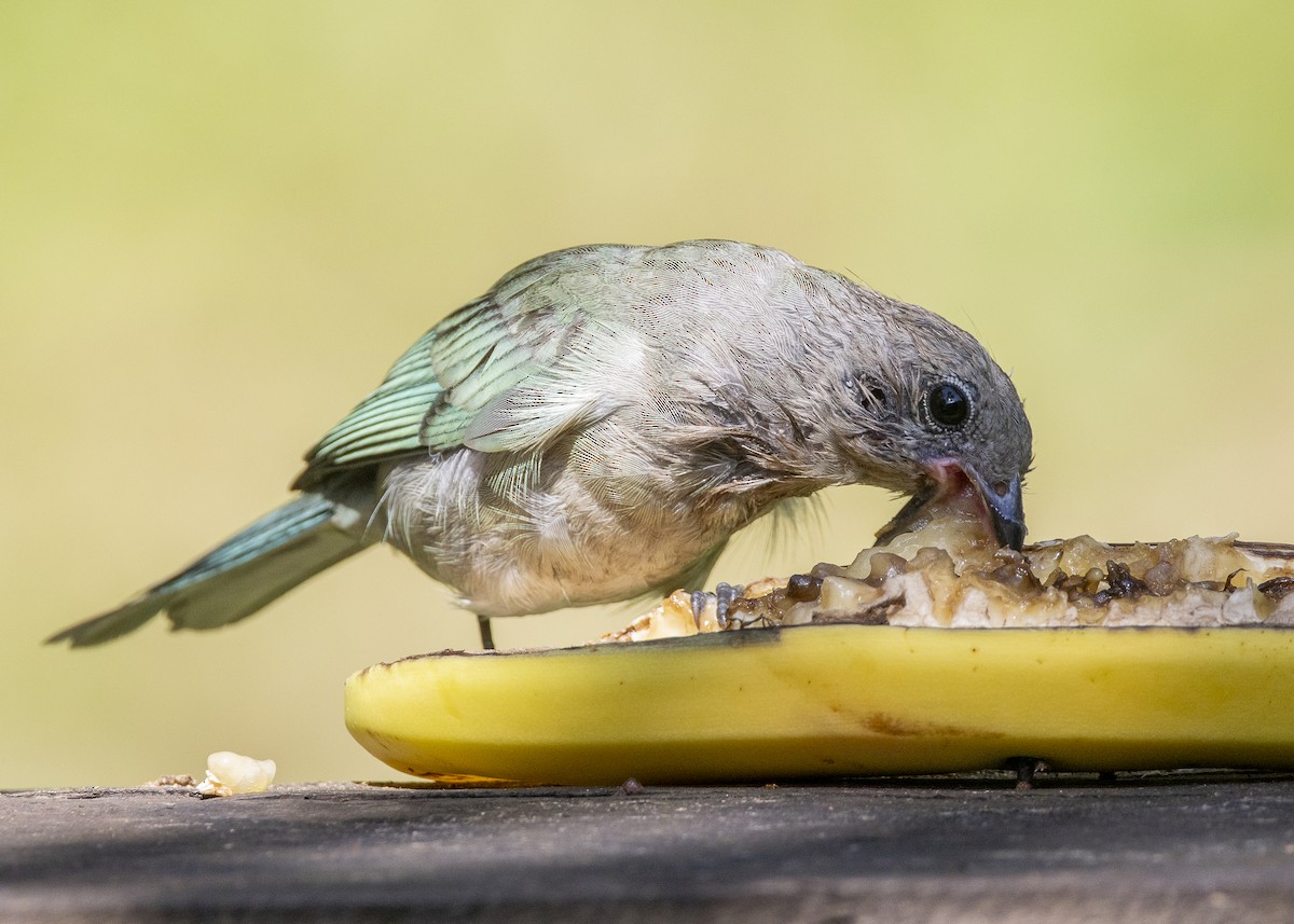 Sayaca Tanager - ML638412185