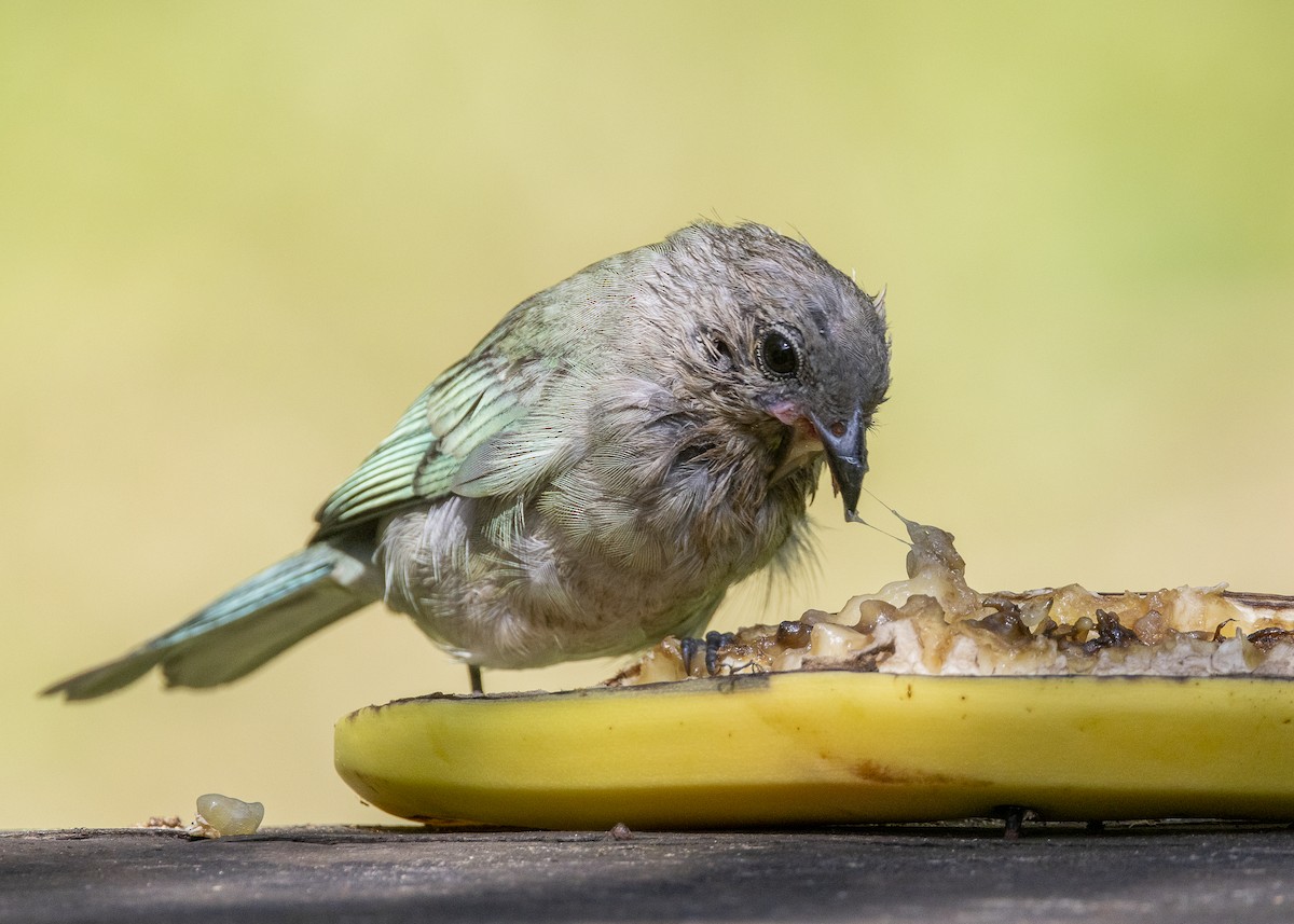 Sayaca Tanager - ML638412186