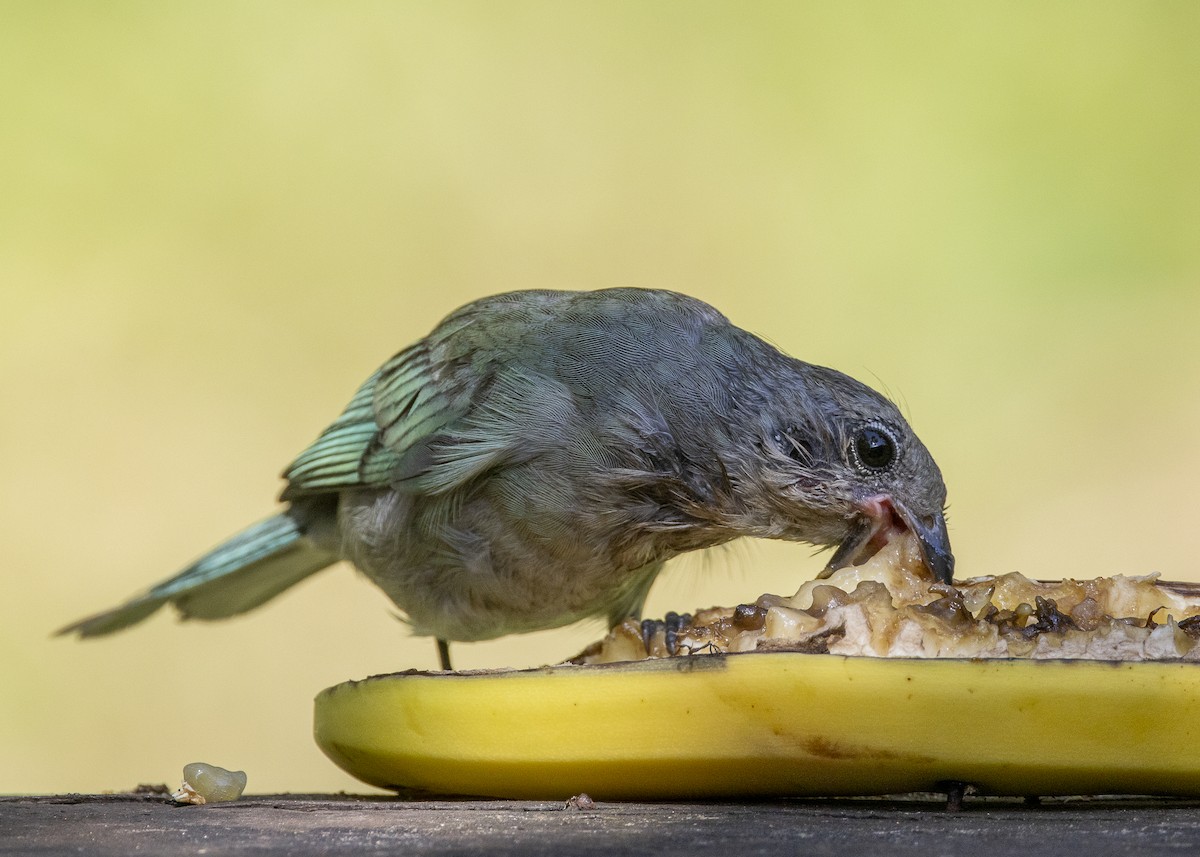 Sayaca Tanager - ML638412187