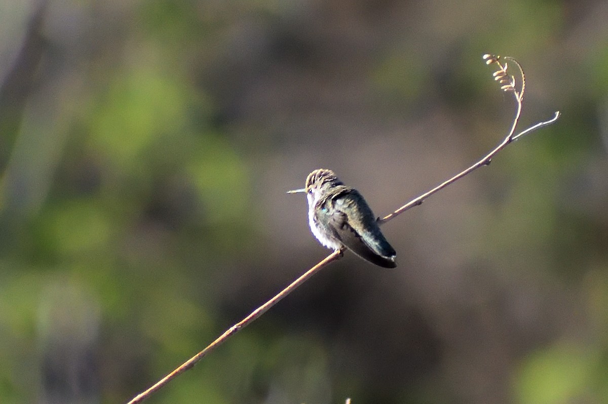 Costa's Hummingbird - ML638412191