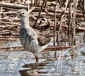 Greater Yellowlegs - ML638412195