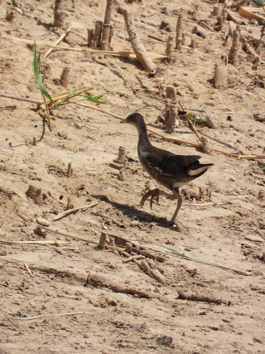 slípka zelenonohá - ML638412206