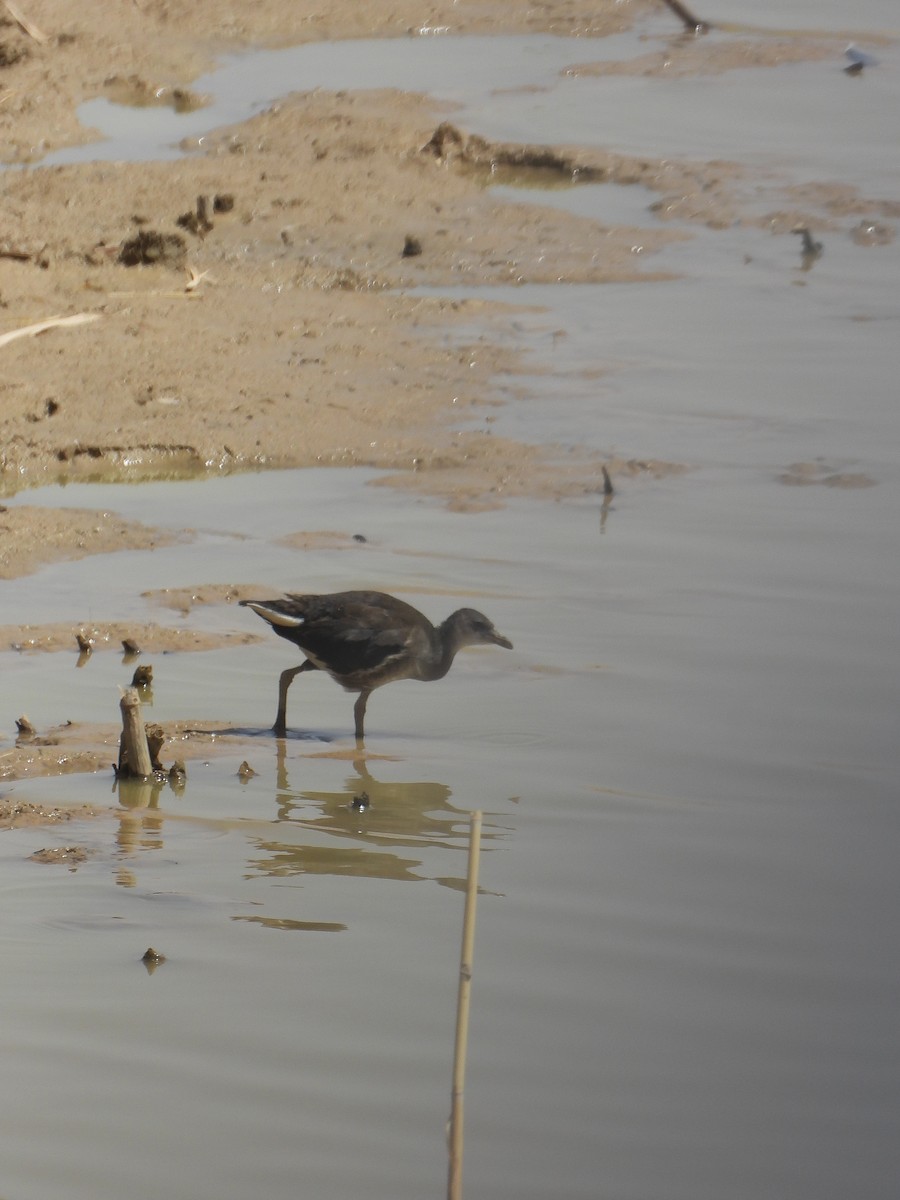 slípka zelenonohá - ML638412207