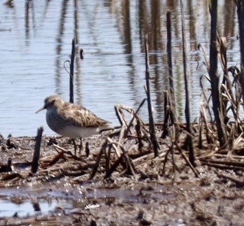 Least Sandpiper - ML638412210