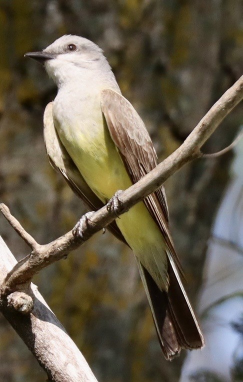 Western Kingbird - ML638412231