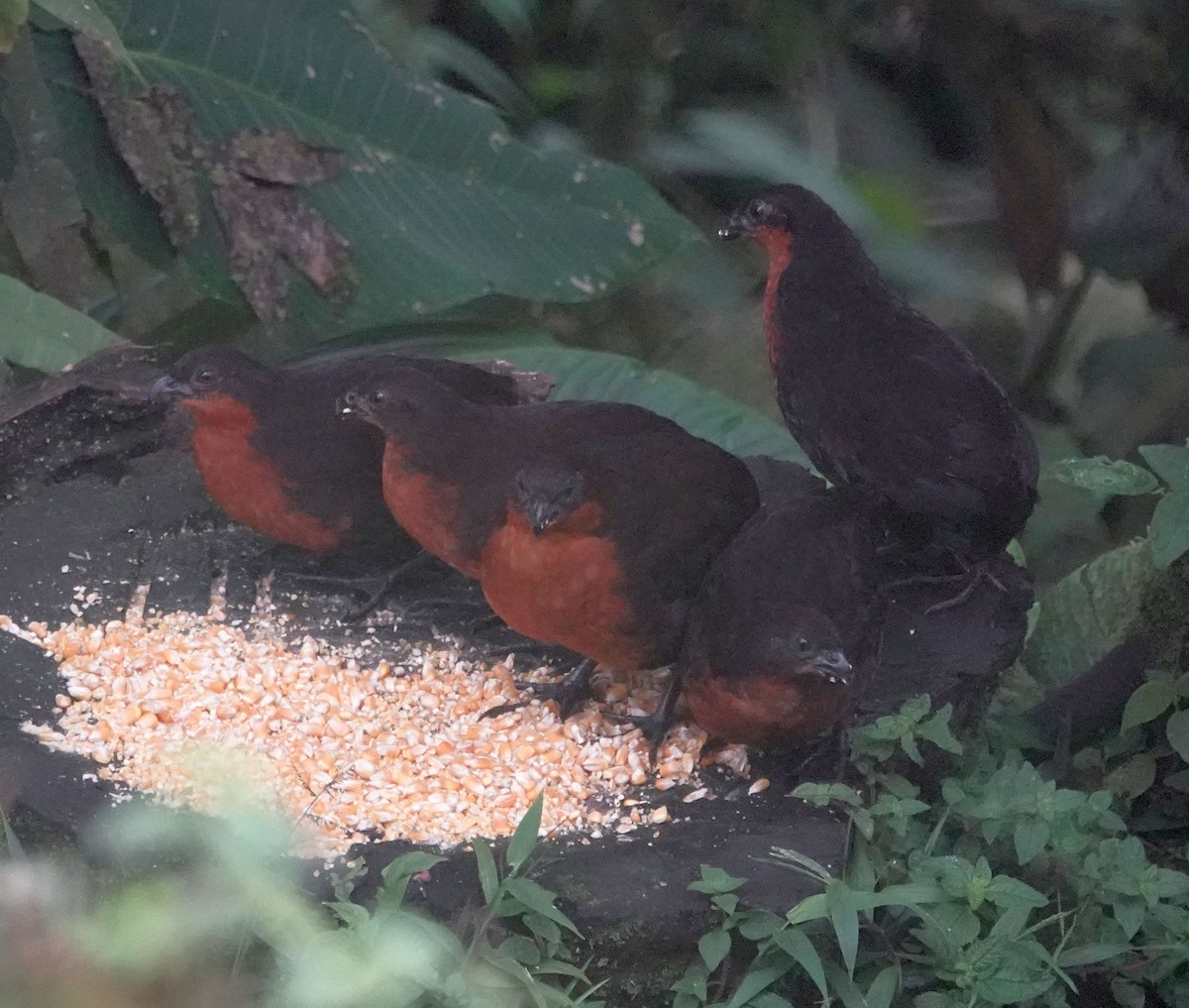 Corcovado Dorsioscuro - ML638412239
