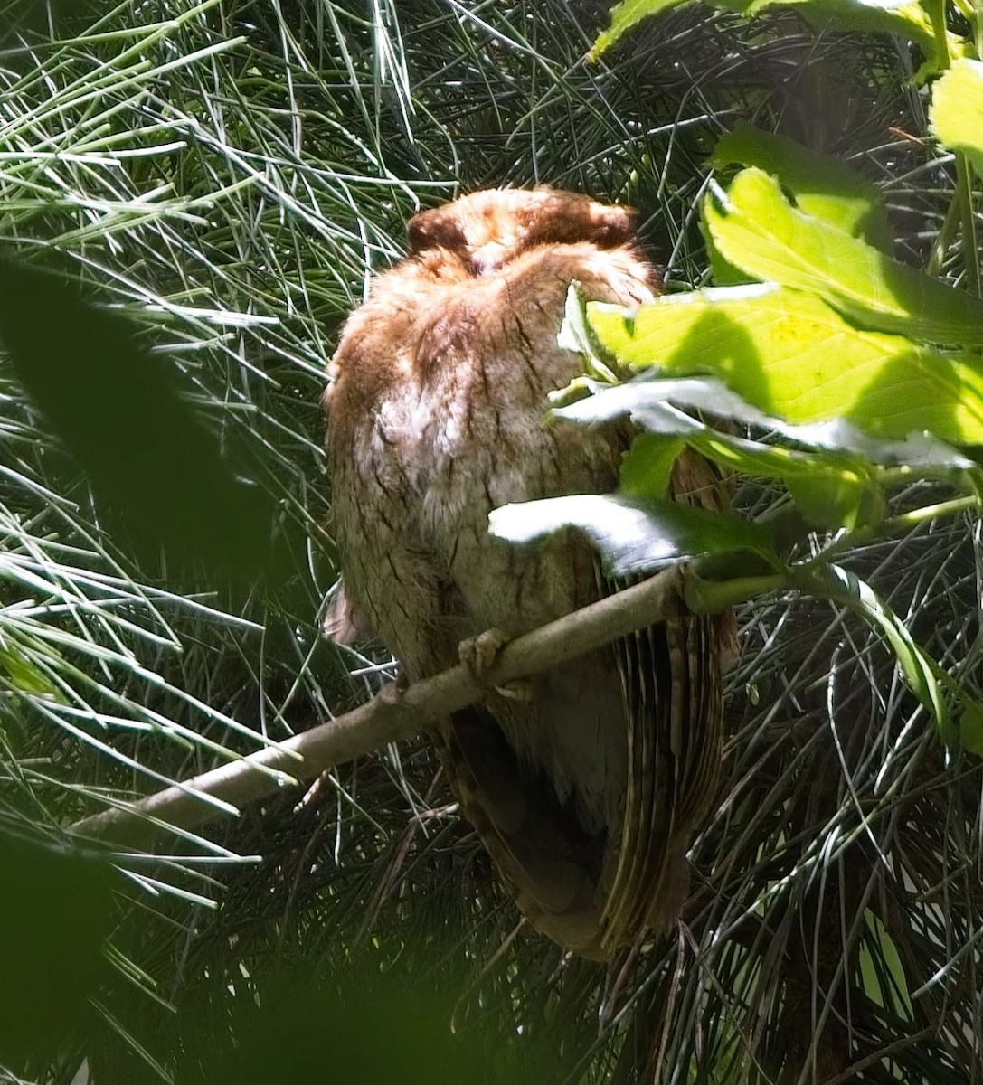 Santa Marta Screech-Owl - ML638412271