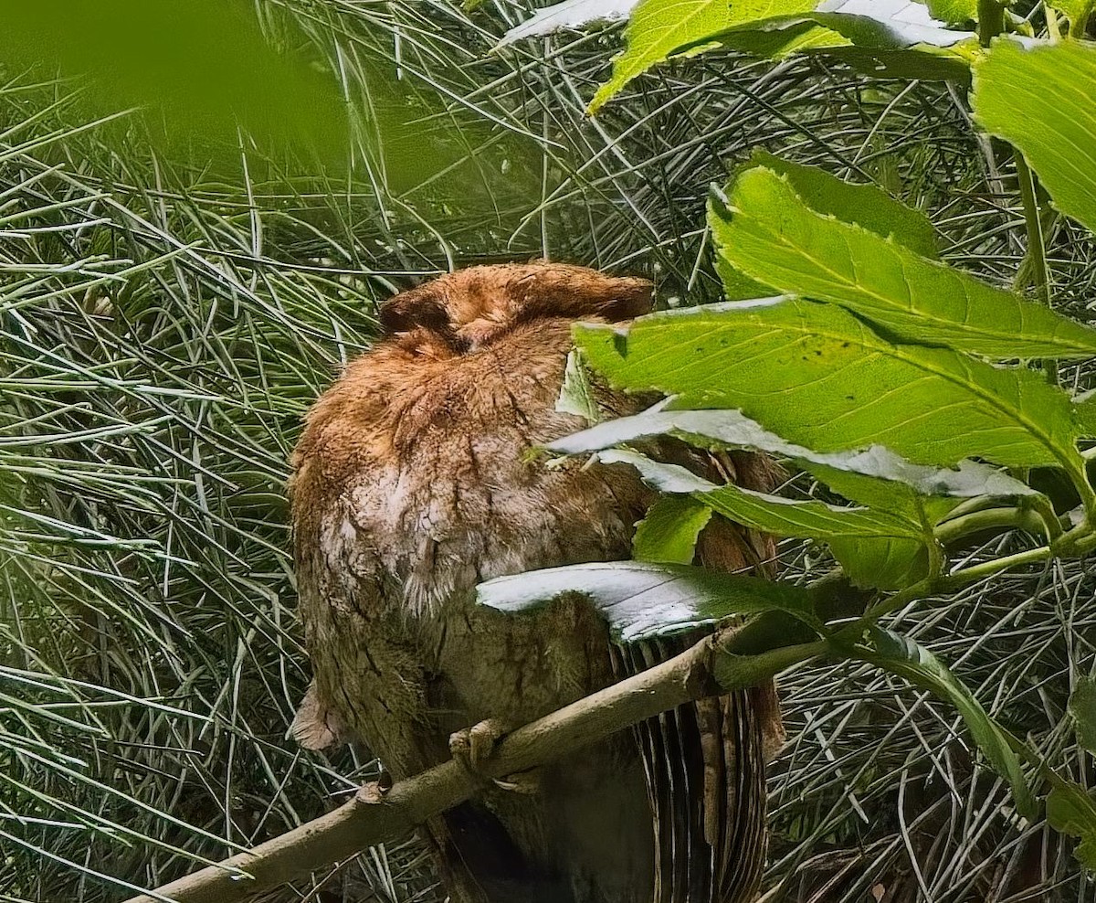 Santa Marta Screech-Owl - ML638412272