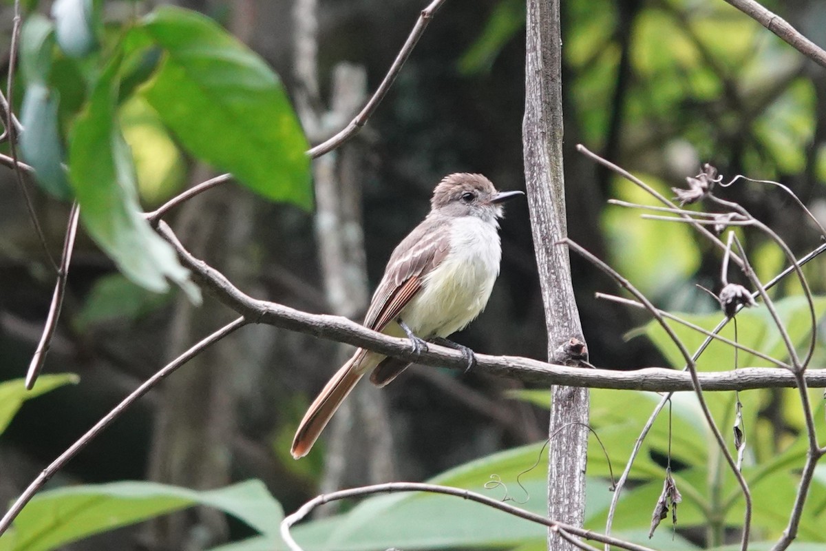 Nutting's Flycatcher - ML638412274