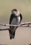 Bank Swallow - ML638412278