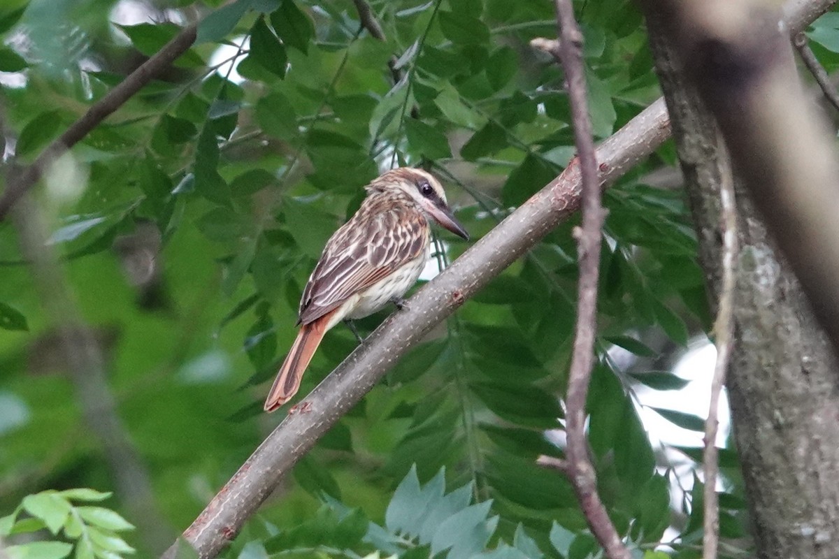 Streaked Flycatcher - ML638412297