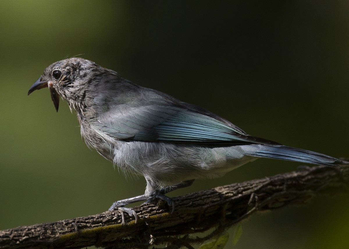 Sayaca Tanager - ML638412307