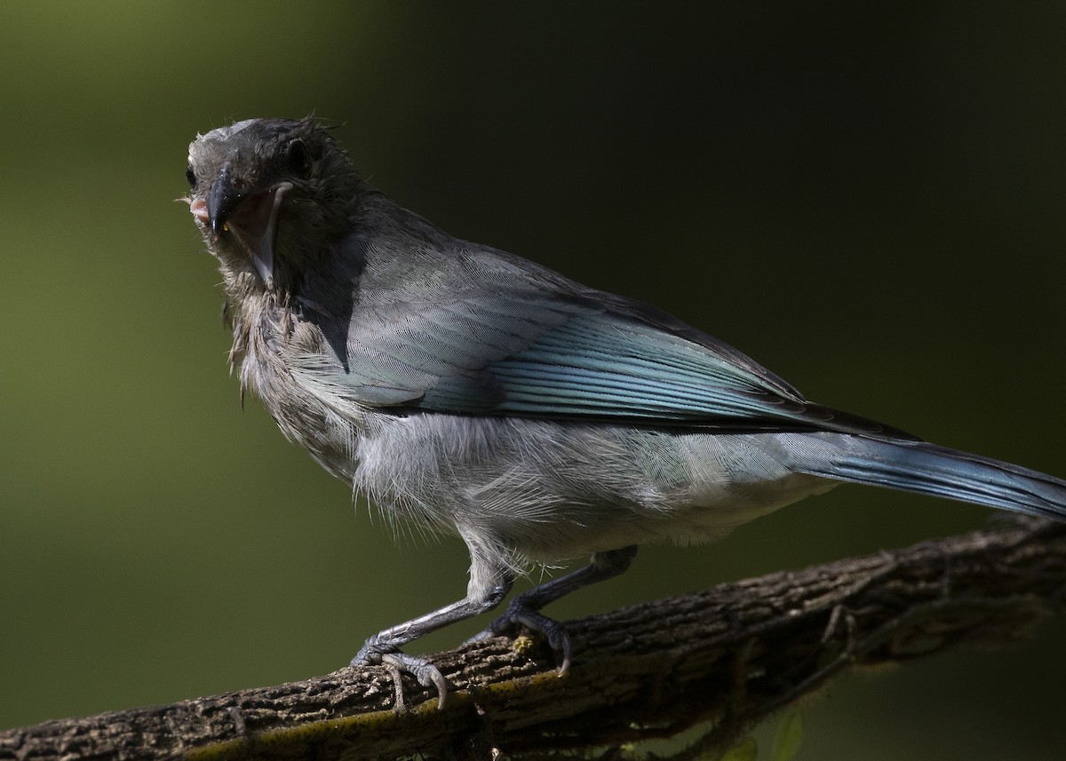 Sayaca Tanager - ML638412310