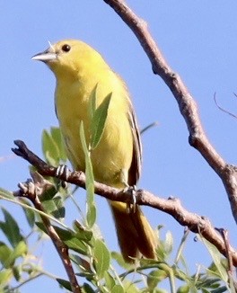 Orchard Oriole - ML638412331