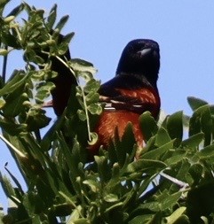 Orchard Oriole - ML638412332
