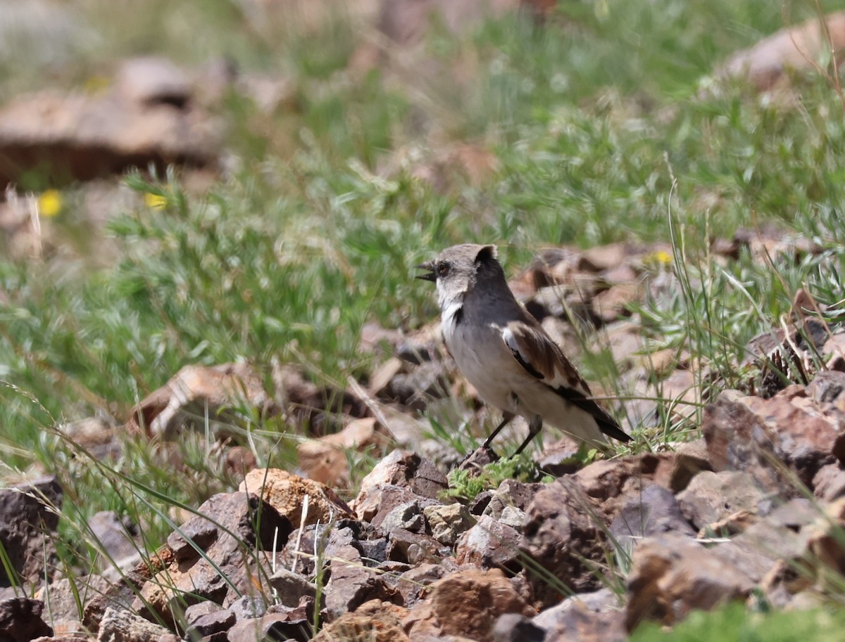 White-winged Snowfinch - ML638412343