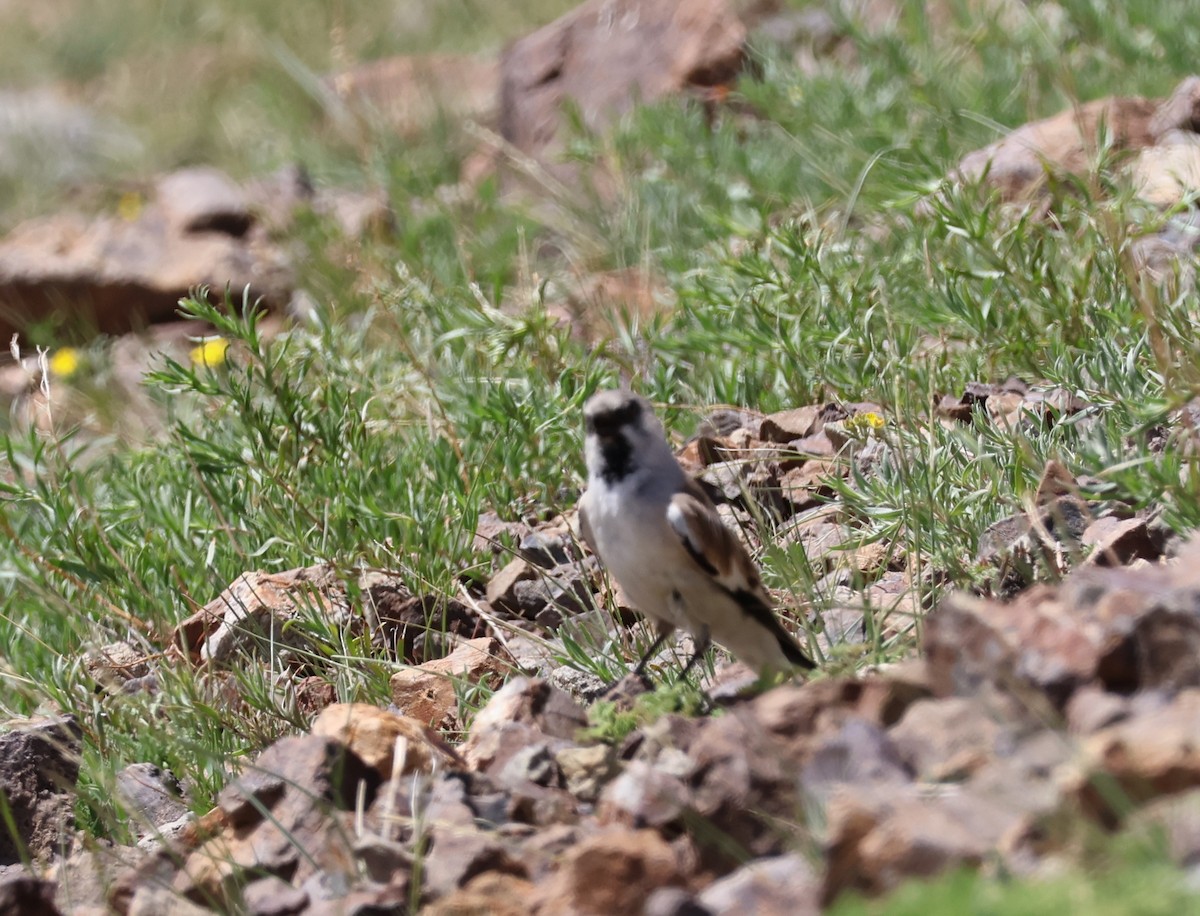 White-winged Snowfinch - ML638412344