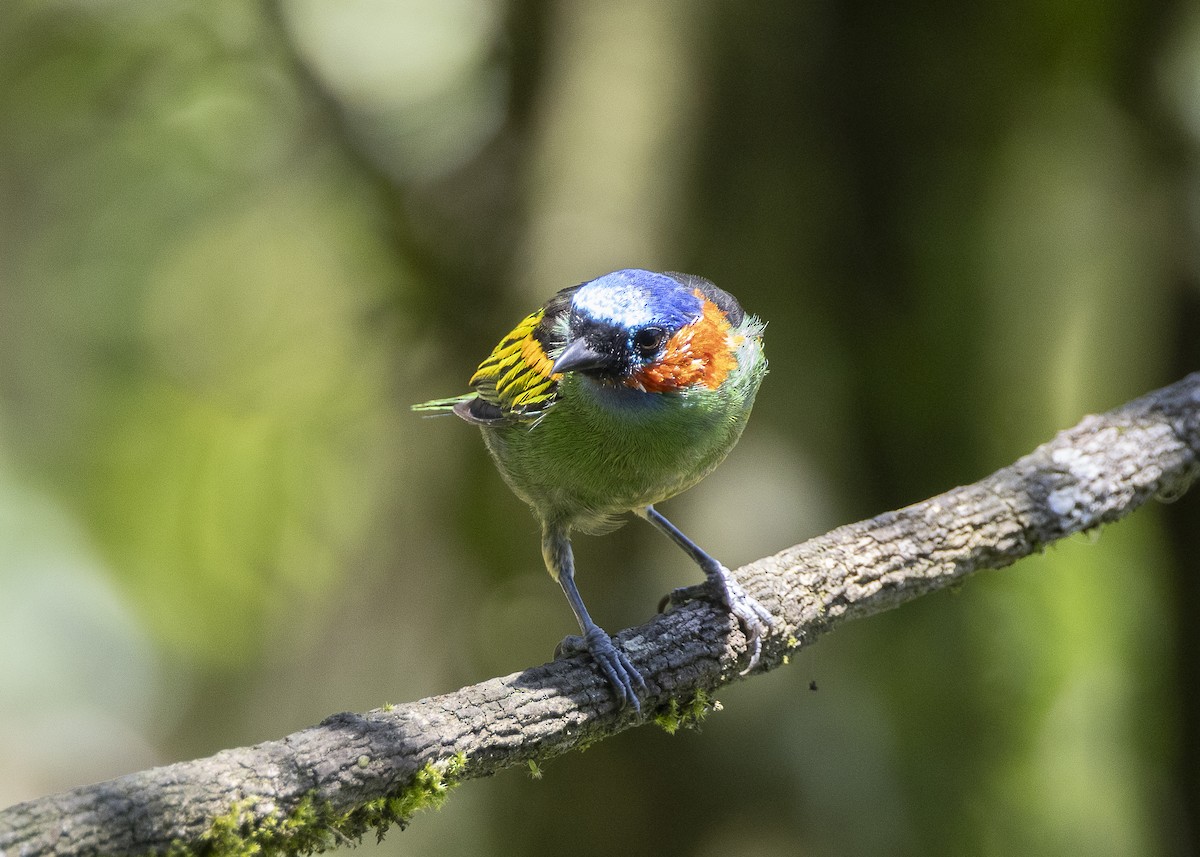 Red-necked Tanager - ML638412345