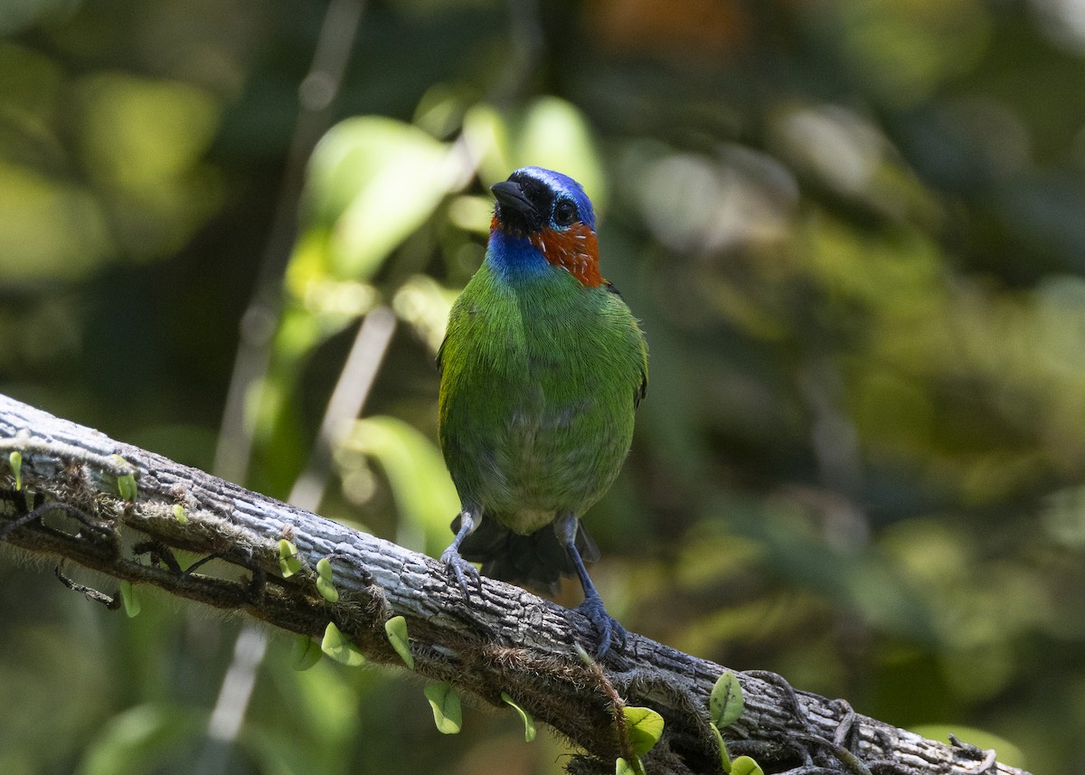 Red-necked Tanager - ML638412348